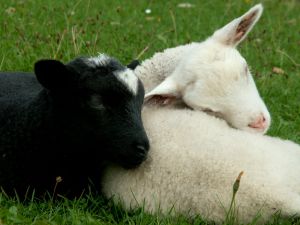 060919_newlambs4.jpg