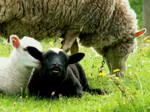 060920_newlambs1.jpg