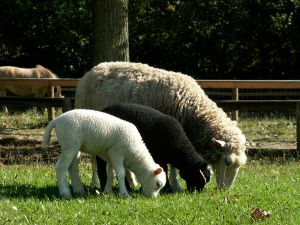 060921_newlambs1.jpg