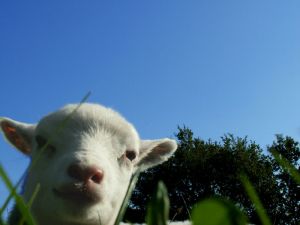 060921_newlambs3.jpg