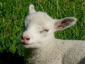 060921_newlambsleepy1.jpg