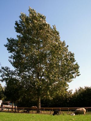 060921_newlambstree.jpg