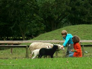 060928_kidssheep.jpg