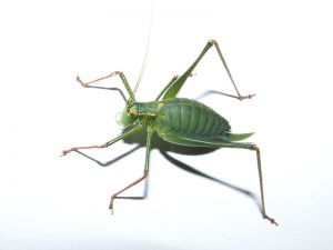 061004_grasshopper.jpg