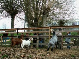 061106_kidsgoats.jpg