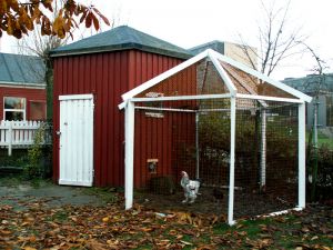 061118_chickencoop1.jpg