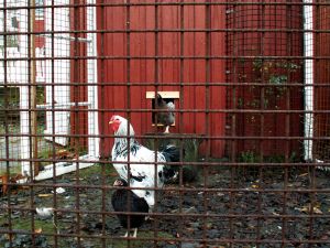 061118_chickencoop2.jpg