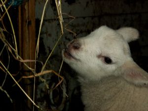 070201_newlambs4.jpg