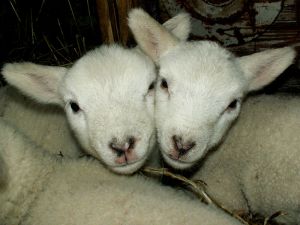 070201_newlambs9.jpg