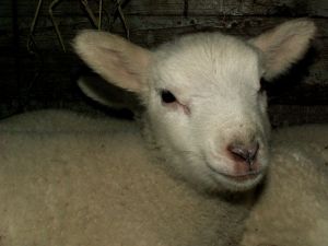 070202_newlambs6.jpg