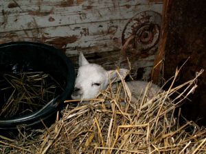 070203_newlambs6.jpg