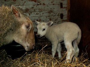 070203_newlambs8.jpg