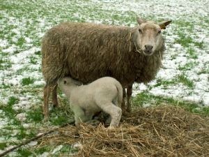 070212_lambs1.jpg