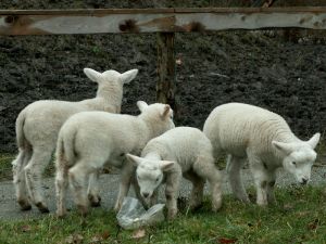 070215_lambs.jpg