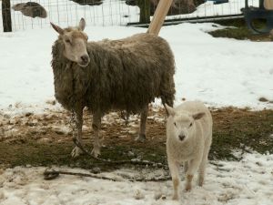 070226_lambs2.jpg