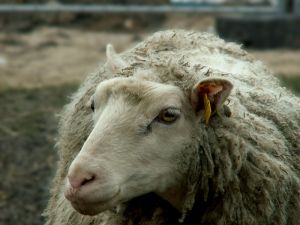 070302_mamasheep.jpg