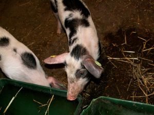 070328_piglets4.jpg