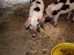 070330_piglets2.jpg