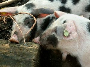 070330_piglets3.jpg