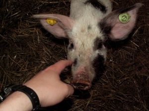 070407_piglets1.jpg