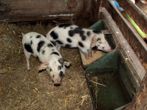 070407_piglets2.jpg