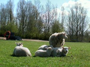 070411_lambs.jpg