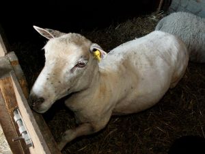 070412_nakedsheep2.jpg