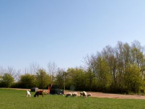 070416_goatssheep.jpg