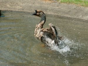 070611_watergeese6.jpg