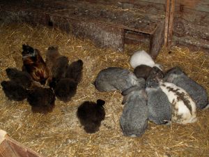 070630_chickenssrabbits.jpg