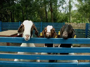 070903_goats.jpg