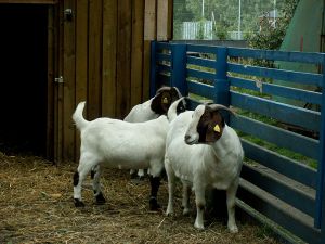 070903_goats3.jpg