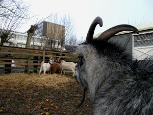 080117_goatskids.jpg