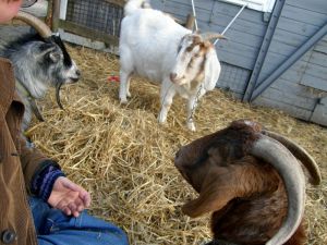 080215_megoats.jpg