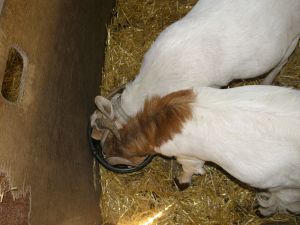 080726_twogoatsonebucket.jpg