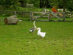 080915_geese1.jpg