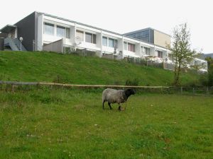 080926_sheep1.jpg