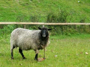 080926_sheep2.jpg