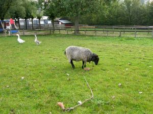 080926_sheep3.jpg