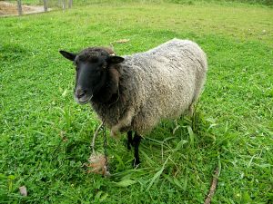 081001_sheep1.jpg