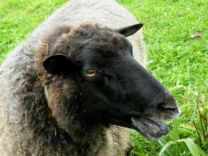 081001_sheep2.jpg