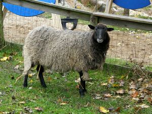 081021_blacksheep.jpg