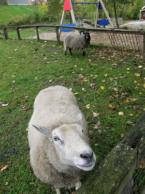 081021_sheeps.jpg