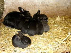 081101_bunnies2.jpg