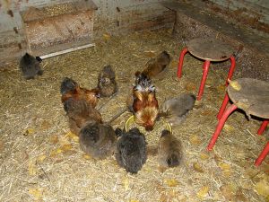 081101_chickens.jpg