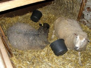 081129_sheeps.jpg