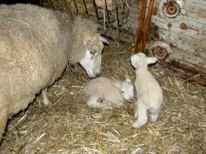 081217_newlambs1.jpg