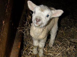 081217_newlambs2.jpg