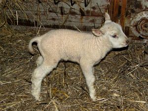 081217_newlambs3.jpg