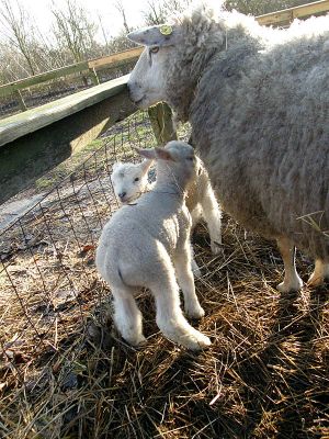 081219_lambs1.jpg